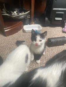 3 tuxedo kittens for sale - Photo 4