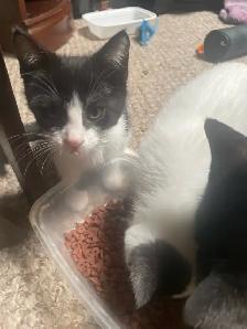 3 tuxedo kittens for sale - Photo 5