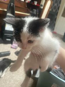 3 tuxedo kittens for sale - Photo 6