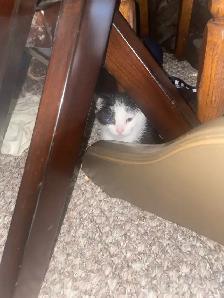 3 tuxedo kittens for sale - Photo 7