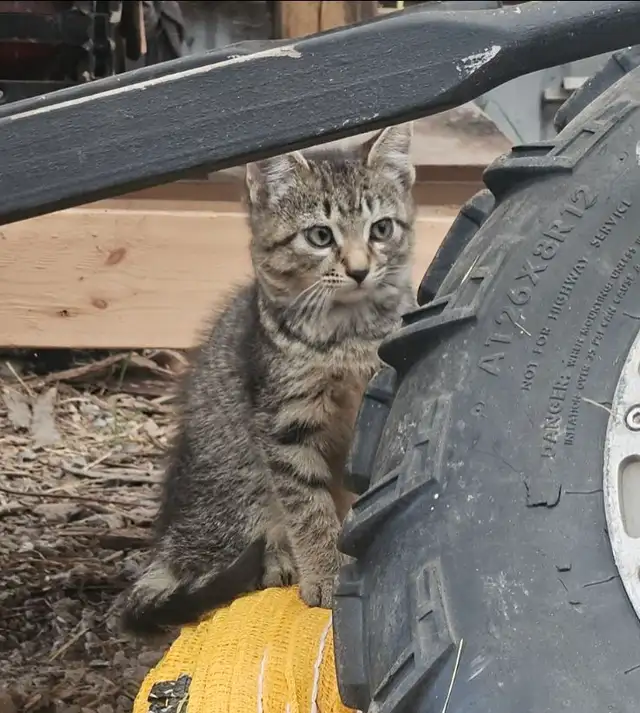 Male Tabby Kitten