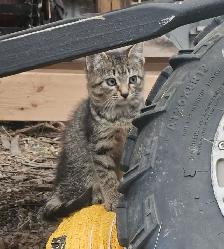 Male Tabby Kitten
