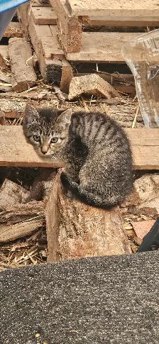 Male Tabby Kitten - Photo 2