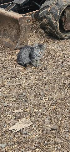 Male Tabby Kitten - Photo 3