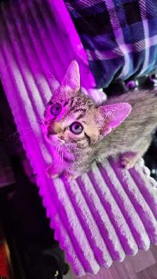 CHATONS HIGHLAND LYNX FEMELLE 514-501-9810
