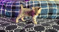 CHATONS HIGHLAND LYNX FEMELLE 514-501-9810 - Photo 2