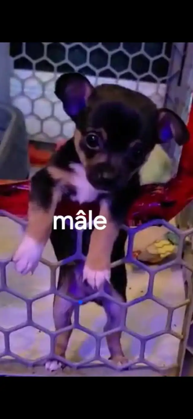 chihuahua