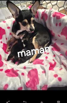 chihuahua - Photo 2