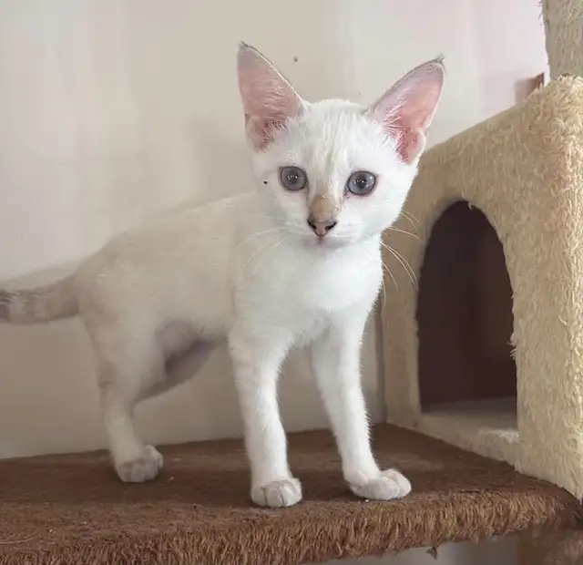 Chaton Savannah femelle snow F5. Stérilisée