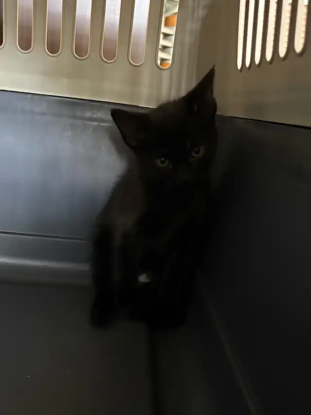 Kitten For Sale ONE FEMALE LEFT NOW AVAILABLE