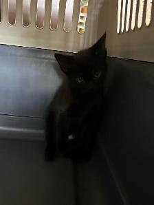 Kitten For Sale ONE FEMALE LEFT NOW AVAILABLE