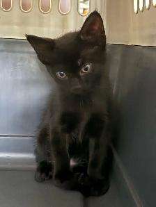 Kitten For Sale ONE FEMALE LEFT NOW AVAILABLE - Photo 2