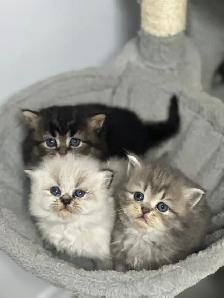 Himalayan & Persian Kittens/Chatons Himalayen-Persan