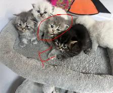 Himalayan & Persian Kittens/Chatons Himalayen-Persan - Photo 4