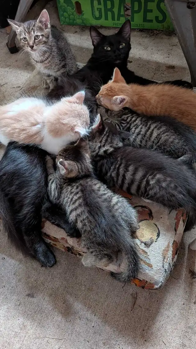 Friendly kittens seeking good homes