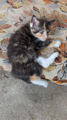 Friendly kittens seeking good homes - Photo 2