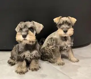 Schnauzer Nain