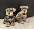 Schnauzer Nain