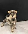 Schnauzer Nain - Photo 2