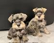 Schnauzer Nain - Photo 3