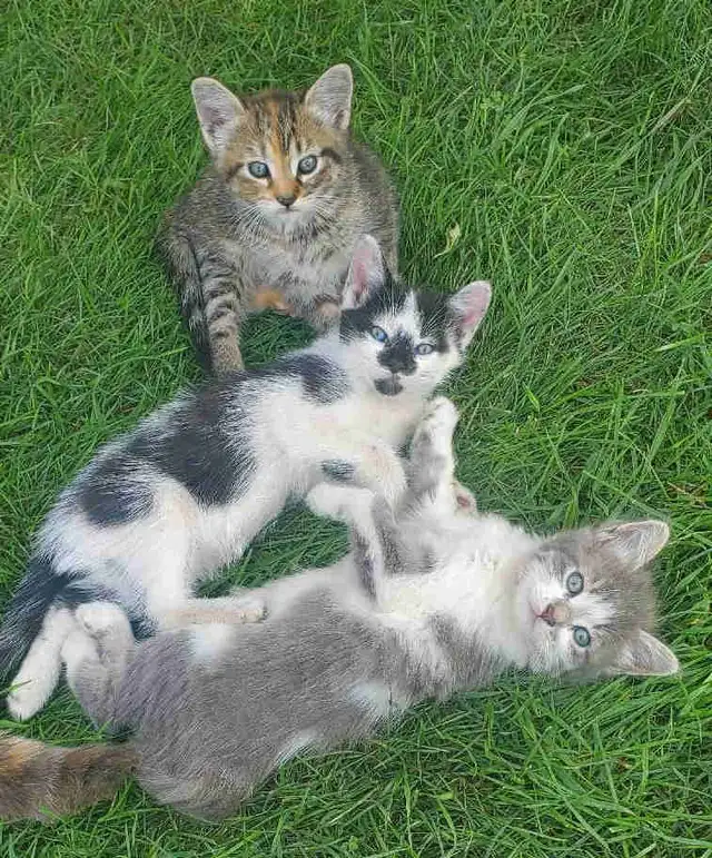 kittens looking for a forever home