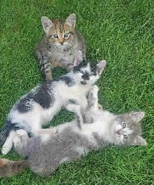 kittens looking for a forever home