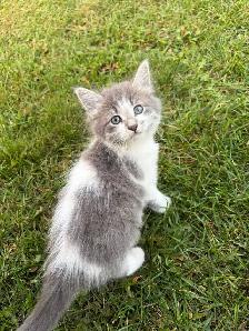 kittens looking for a forever home - Photo 2