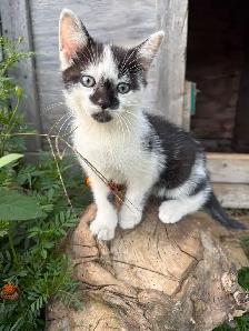 kittens looking for a forever home - Photo 3