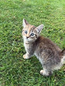 kittens looking for a forever home - Photo 4