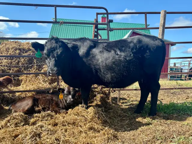 Highland cross cow/calf combo