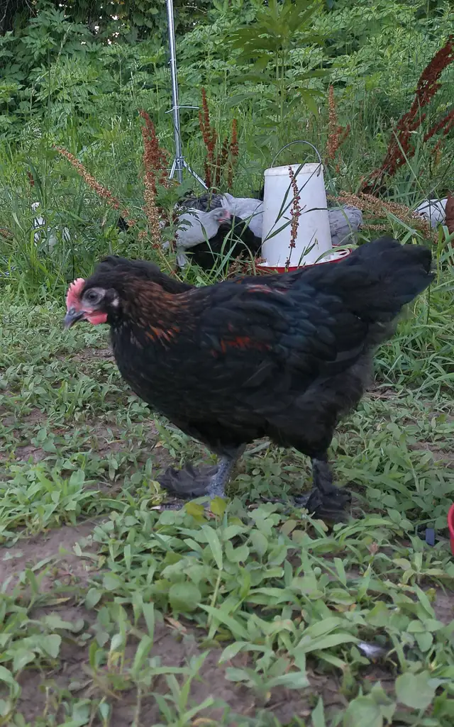 black copper maran roosters