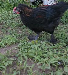 black copper maran roosters - Photo 2