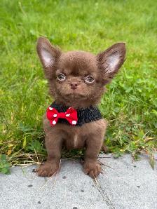 petit mâle chihuahua chocolat poil long mer club canin canadien