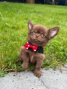 petit mâle chihuahua chocolat poil long mer club canin canadien - Photo 2