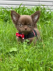 petit mâle chihuahua chocolat poil long mer club canin canadien - Photo 3