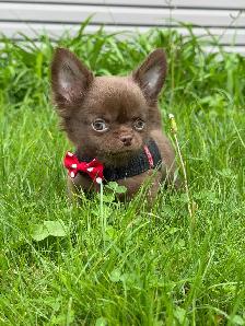 petit mâle chihuahua chocolat poil long mer club canin canadien - Photo 4