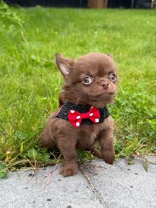 petit mâle chihuahua chocolat poil long mer club canin canadien - Photo 5