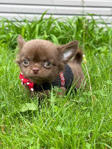 petit mâle chihuahua chocolat poil long mer club canin canadien - Photo 6