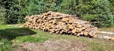 Birch Firewood Available In Shuniah