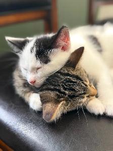 Female Kittens