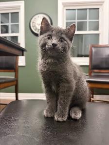 Female Kittens - Photo 3