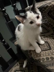 Female Kittens - Photo 4