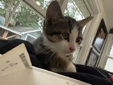 Female Kittens - Photo 5