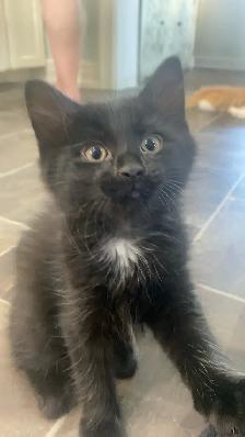 Female Kittens - Photo 6