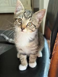 Female Kittens - Photo 7