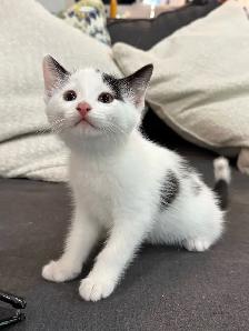 Female Kittens - Photo 8