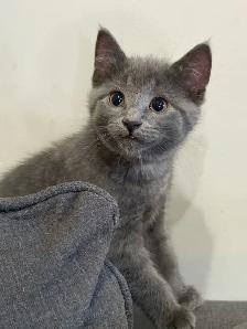 Female Kittens - Photo 9