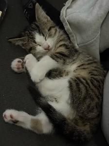 Female Kittens - Photo 10