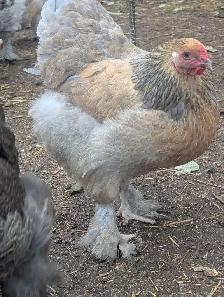 Brahma Breeding Trio