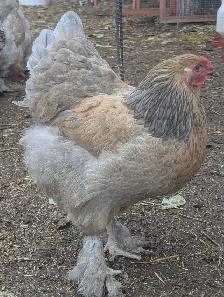 Brahma Breeding Trio - Photo 2